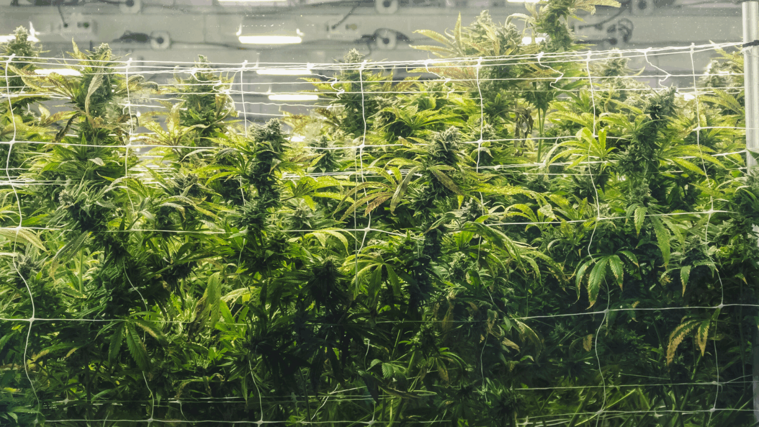 Committee Rejects Three Proposals to Regulate Marijuana Industry, But One Targeting Organized Crime Remains on the Table