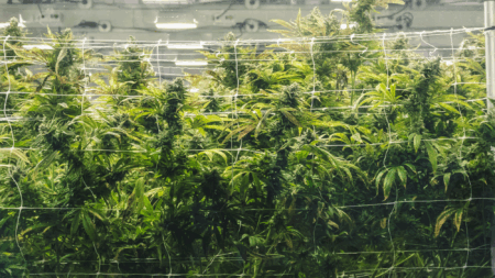 Committee Rejects Three Proposals to Regulate Marijuana Industry, But One Targeting Organized Crime Remains on the Table