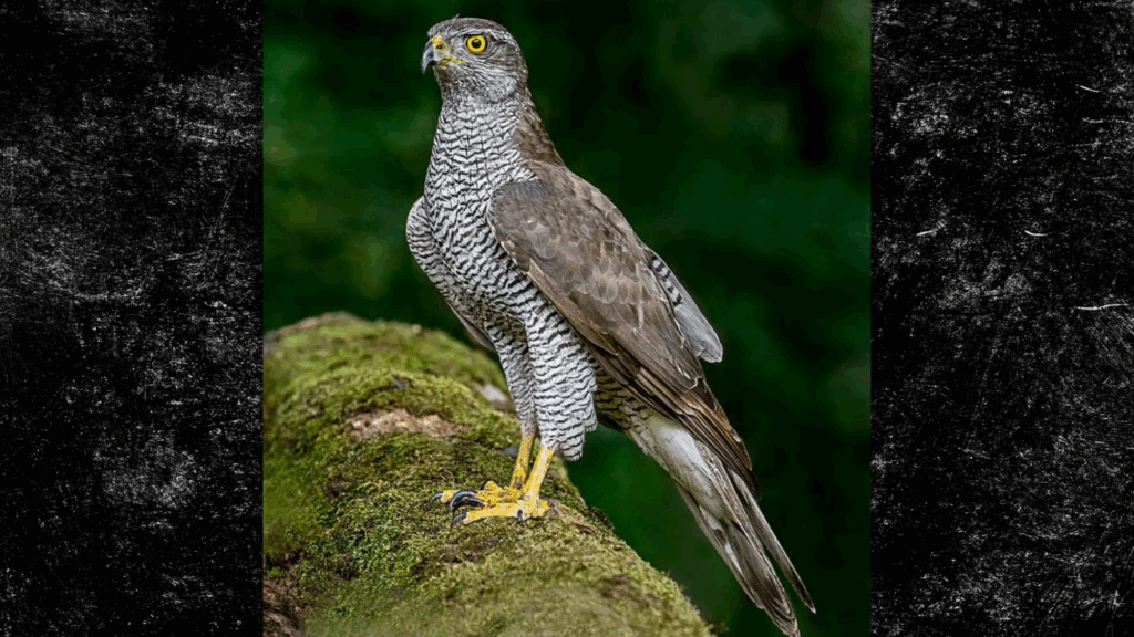 Angry Bird Of Prey Shuts Down Central-Maine Hiking Trails, Shames Nature Lovers