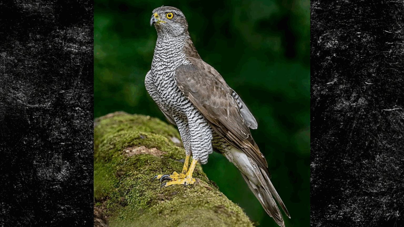 Angry Bird Of Prey Shuts Down Central-Maine Hiking Trails, Shames Nature Lovers