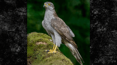 Angry Bird Of Prey Shuts Down Central-Maine Hiking Trails, Shames Nature Lovers