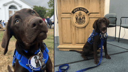 Maine Pledges Real Probe into Death Of Police Pup in a Cop Car – Meanwhile, Dog Owners Beware the Heat