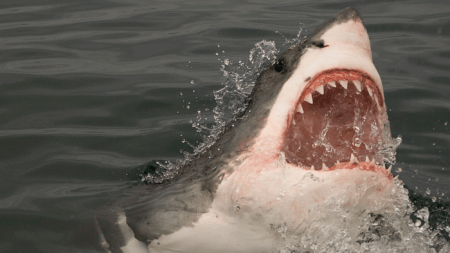 Beware the Ocean’s Stealthy Hunter – New England Great Whites May Be Swimming This Way, Again