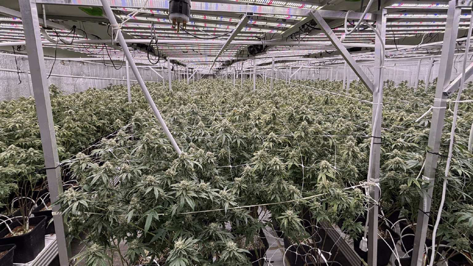 National Guard Joins Feds in Massive California Marijuana Raid That Leads to Arrest of 70 Illegals