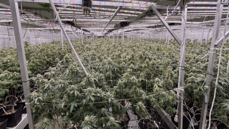 National Guard Joins Feds in Massive California Marijuana Raid That Leads to Arrest of 70 Illegals