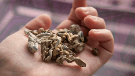 Legislature Reverses Course on Legalizing Psychedelic Mushrooms in Failed Enactment Vote