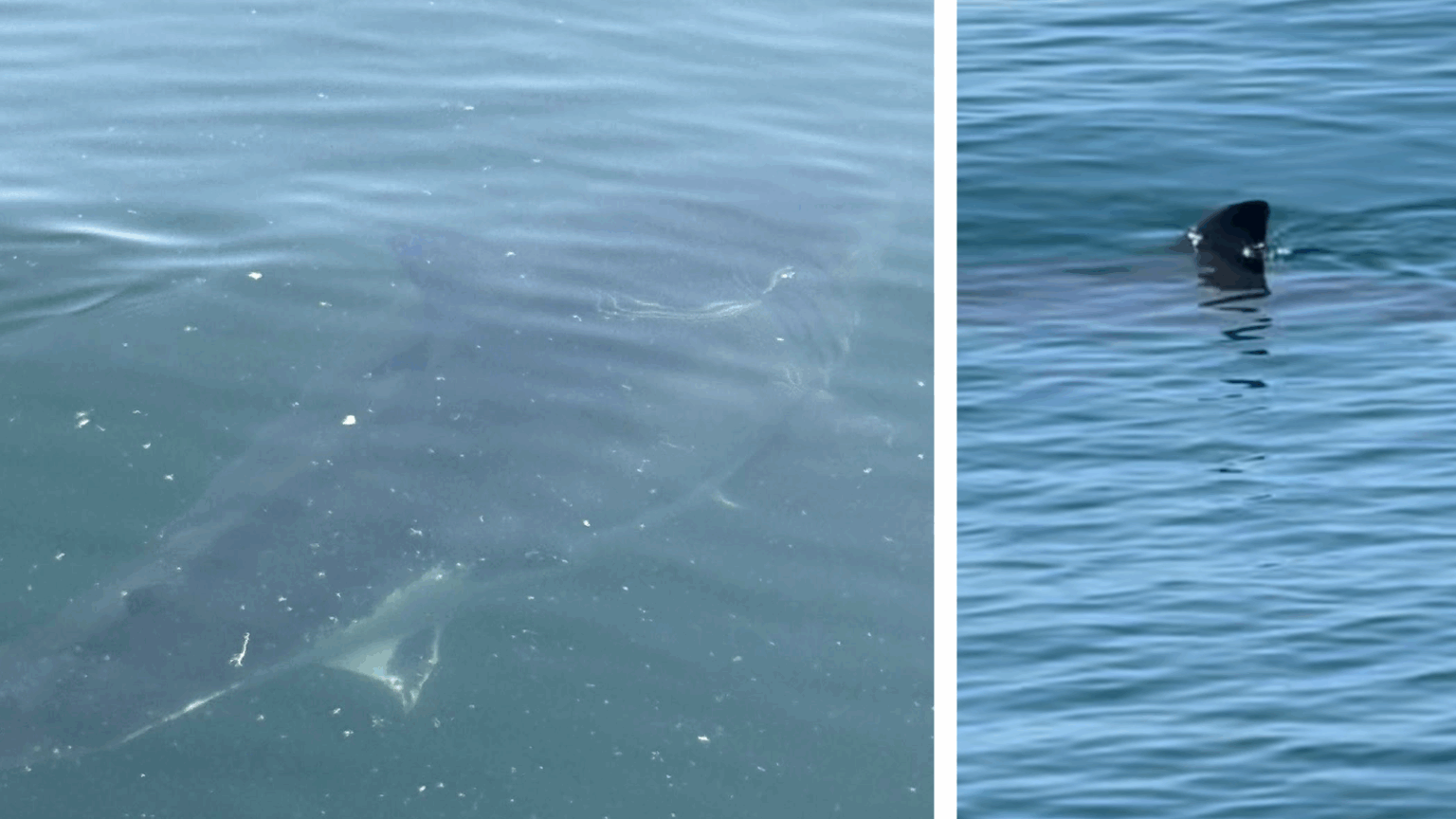 For First Time In His 49 Years, Veteran Maine Lobsterman Sees Great Whites Off Coast by Hermit Island