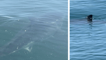 For First Time In His 49 Years, Veteran Maine Lobsterman Sees Great Whites Off Coast by Hermit Island