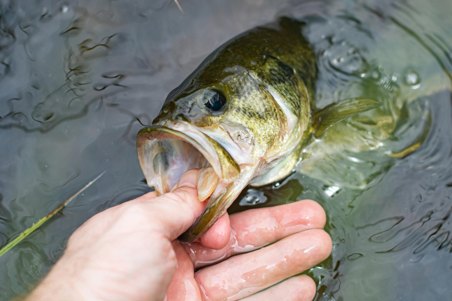 ‘Something’s Fishy:’ Maine Wardens Seeking Suspect In Illegal Largemouth Bass Dumping in Musquash Lake