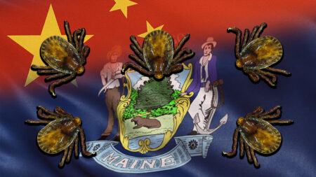 New Invasive Tick Species from China Capable of Creating Infestations Discovered in Cumberland County