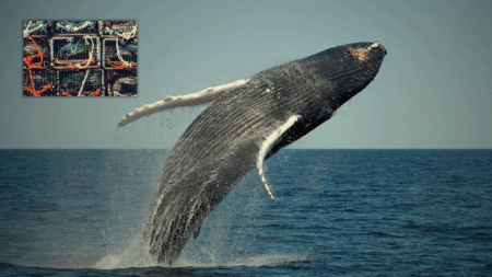 Even Hopeless Rope-less Traps May Not Be Enough Bait For ‘Environmentalists’ Trying to Bail the Whale