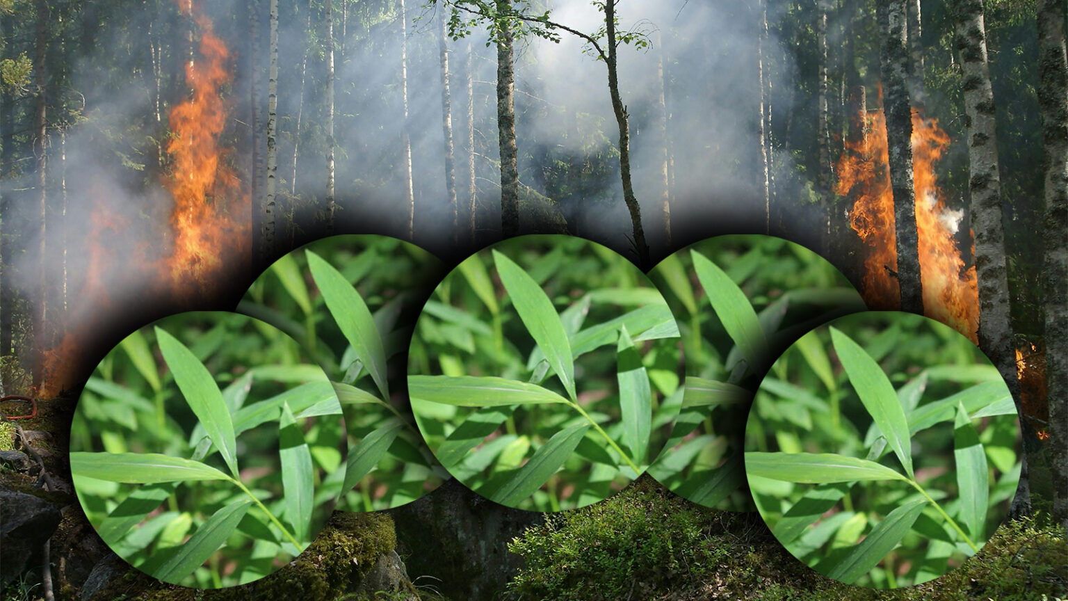 Maine Warns of Spread of Invasive Plant with Potential to Destroy Habitats, Degrade Soil, and Increase Wildfire Risk