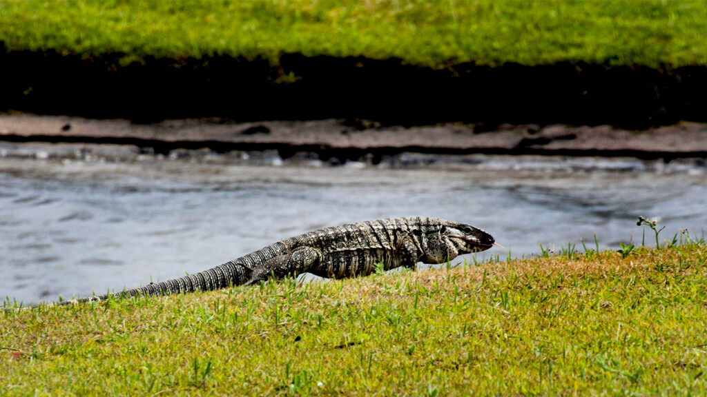 Huge Lizard Loose In Old Town Prompts Panic From Some, Dire Warnings From Others: Hum-Ho’ers Beware