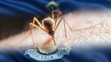 Portland Mosquitoes Found Carrying West Nile Virus