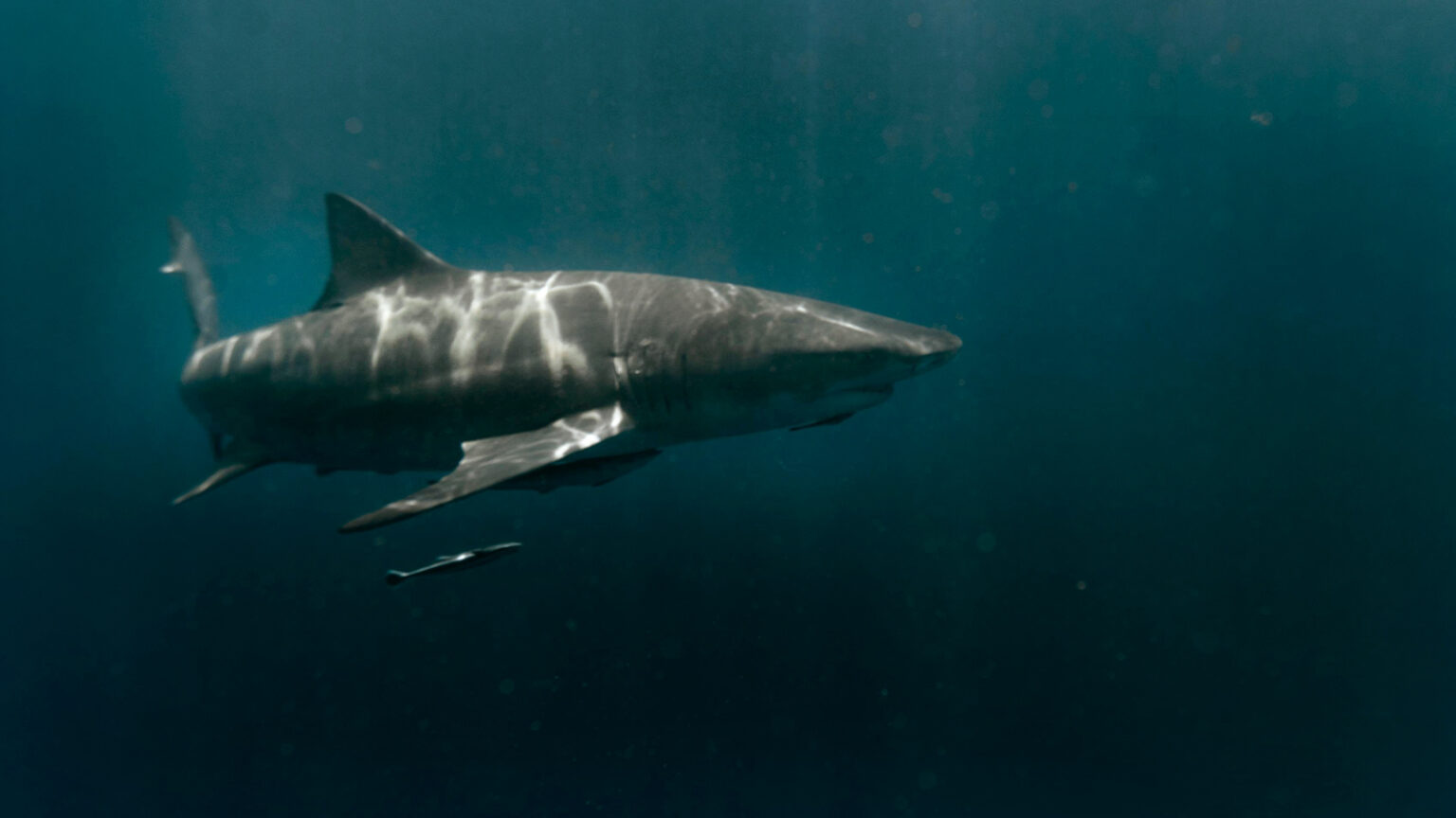 Nearly 1,400-pound Great White Swims From Maine To Florida As Spring Breakers Hit The Beach