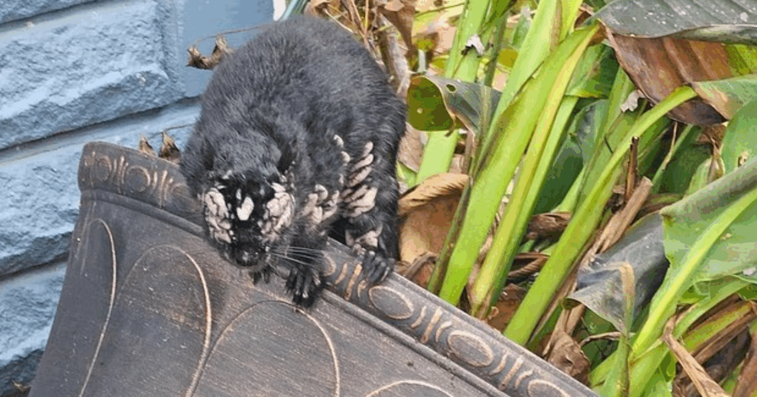 Diseased Squirrels With Horns Spotted in Maine