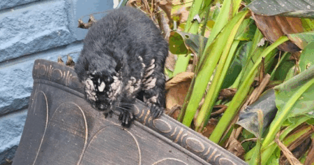 Diseased Squirrels With Horns Spotted in Maine