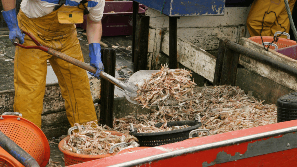 New England’s Shrimp Fishery To Shut Down For The Long Haul After Years Of Decline