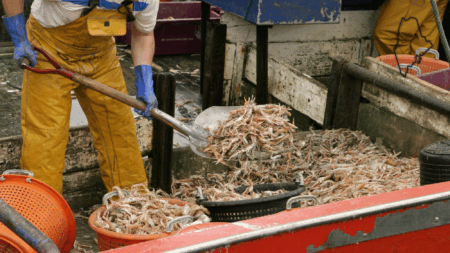 Maine Shrimpers, Once King Of The Net, Trying To Trawl Back To Greatness