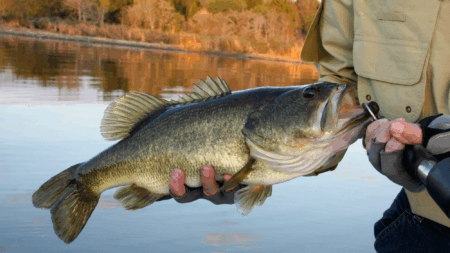 Emergency Rule Adopted Abolishing Bass Limits In Washington County Lake to Eliminate Invasive Fish
