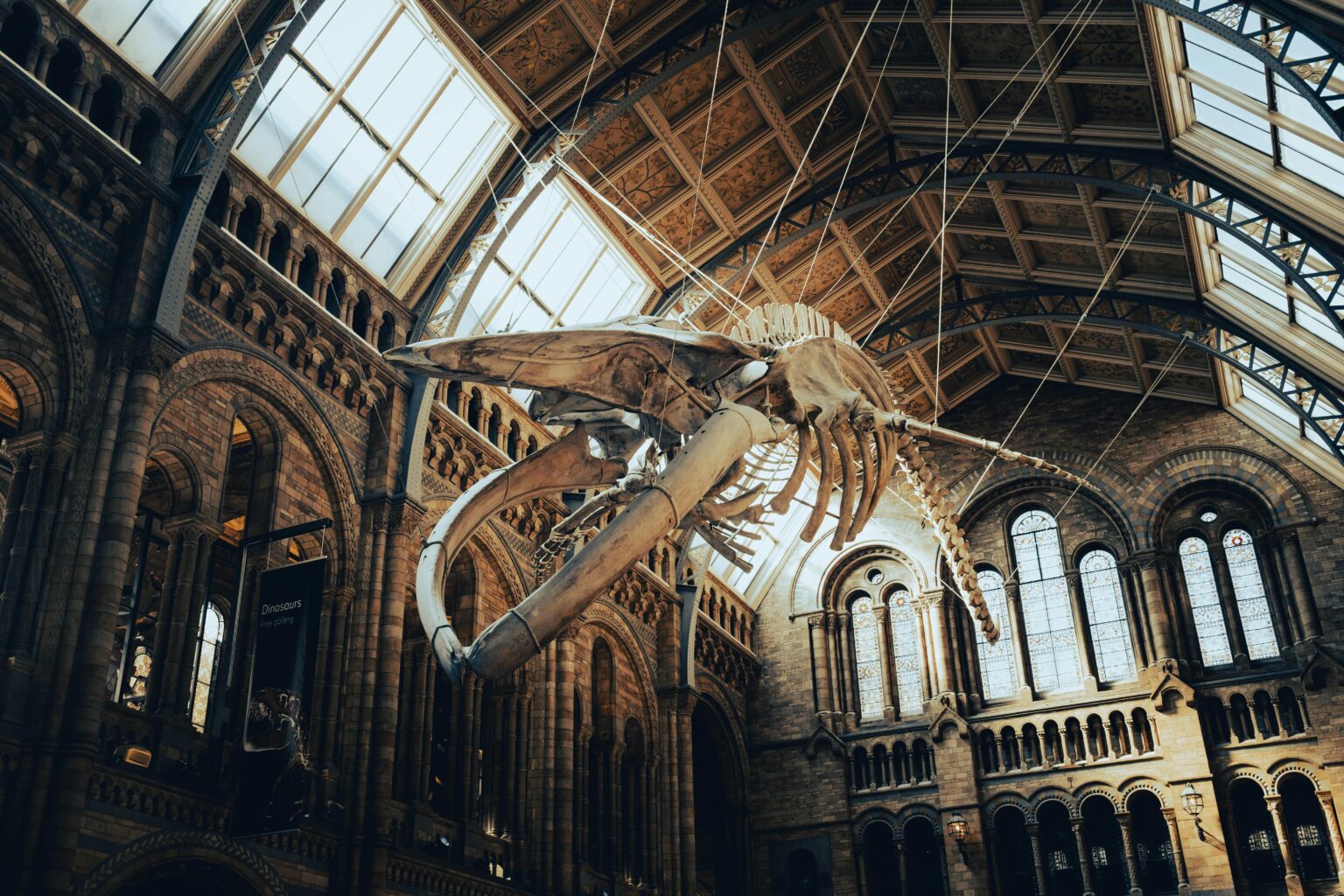 Greene Man Pleads Guilty to Trafficking Whale and Bird Parts