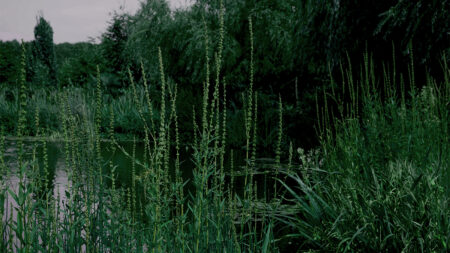 Decomposed Human Remains Discovered by Duck Hunter Near NH Riverbank