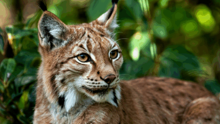 Lynx ‘Needlessly Killed’ in Perham, Maine; Wardens Looking for Big Cat-Killing Culprit
