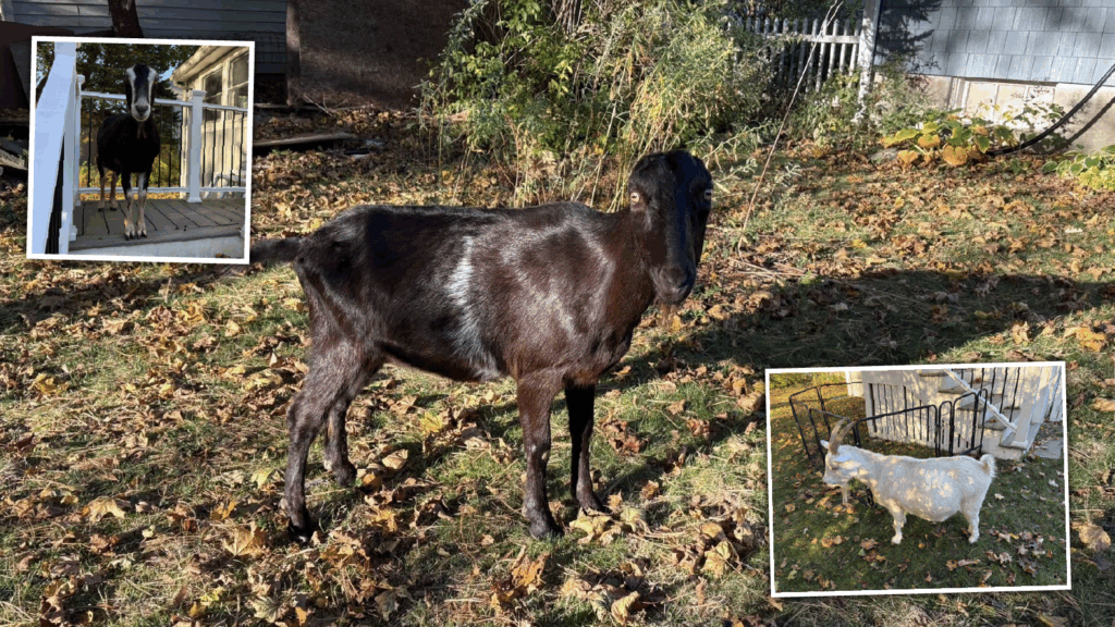 Trio of Missing Goats Found Wandering About Cape Elizabeth, Cause of Meandering Still a Mystery