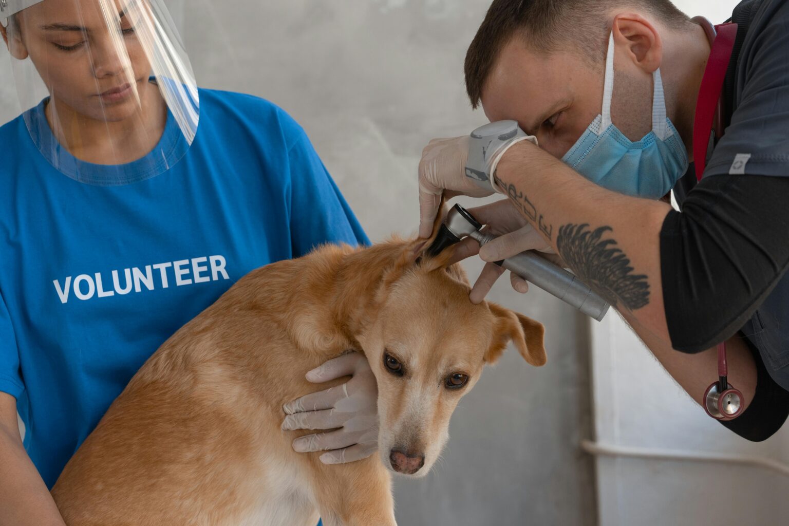 Canine Virus Alerts Issued In Western Maine On Heels Of Cases Reported In North