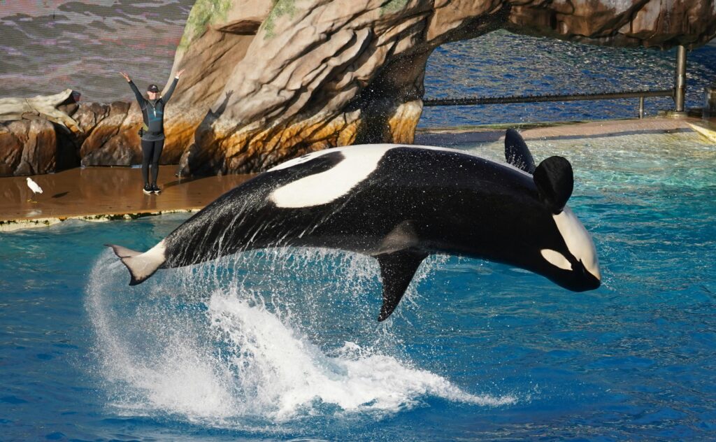 SeaWorld’s Worst Nightmare: New Whale Sanctuary Off Maine Coast Announced – Free Willy!