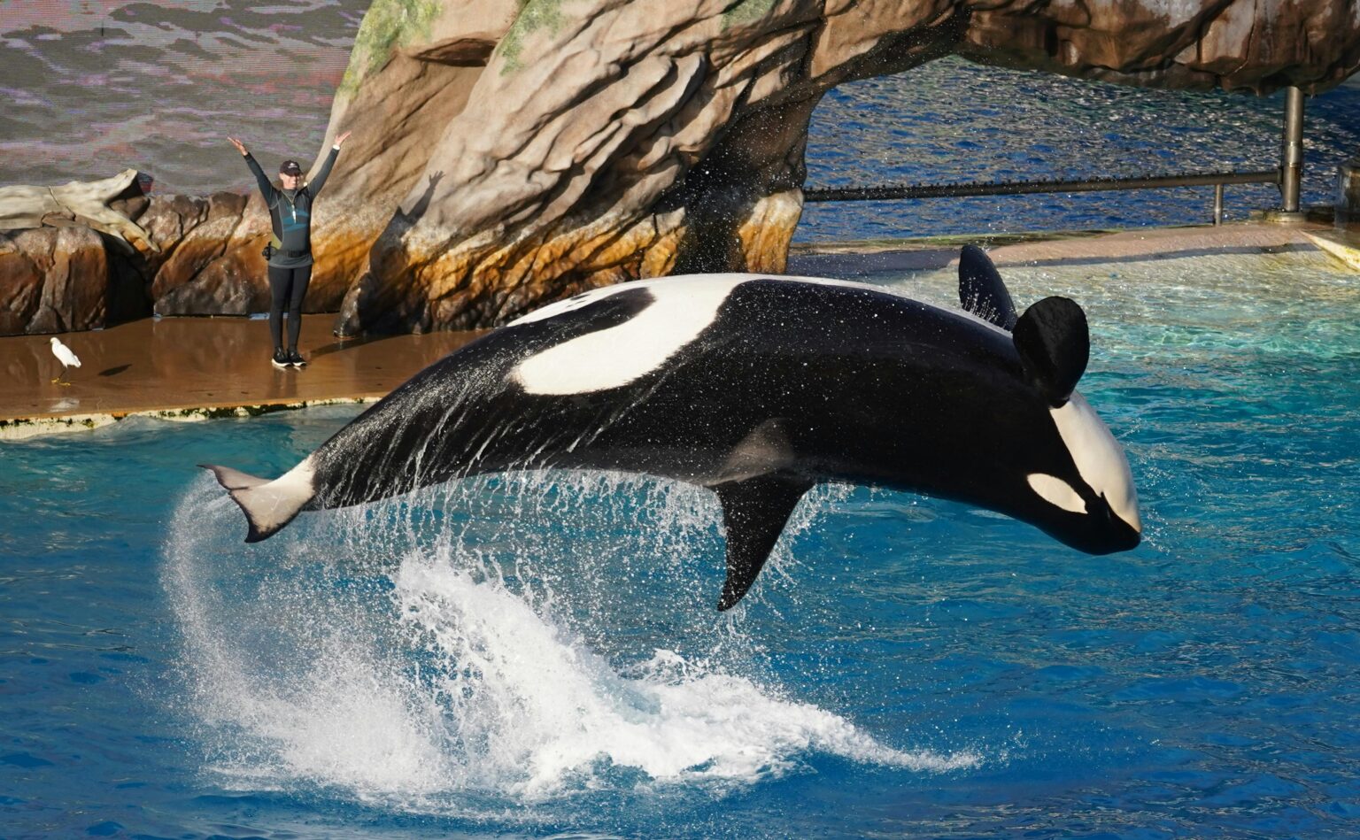 SeaWorld’s Worst Nightmare: New Whale Sanctuary Off Maine Coast Announced – Free Willy!
