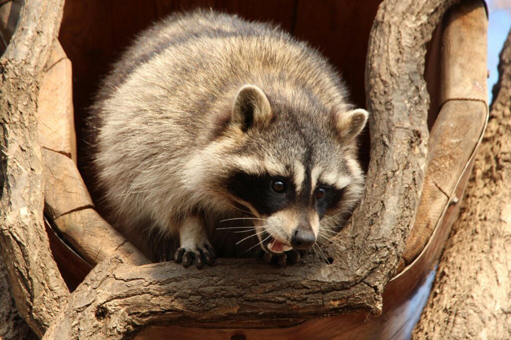 Rabid Raccoon Uptick In Maine, Latest Cases In Penobscot County, Downeast Prompt Warnings