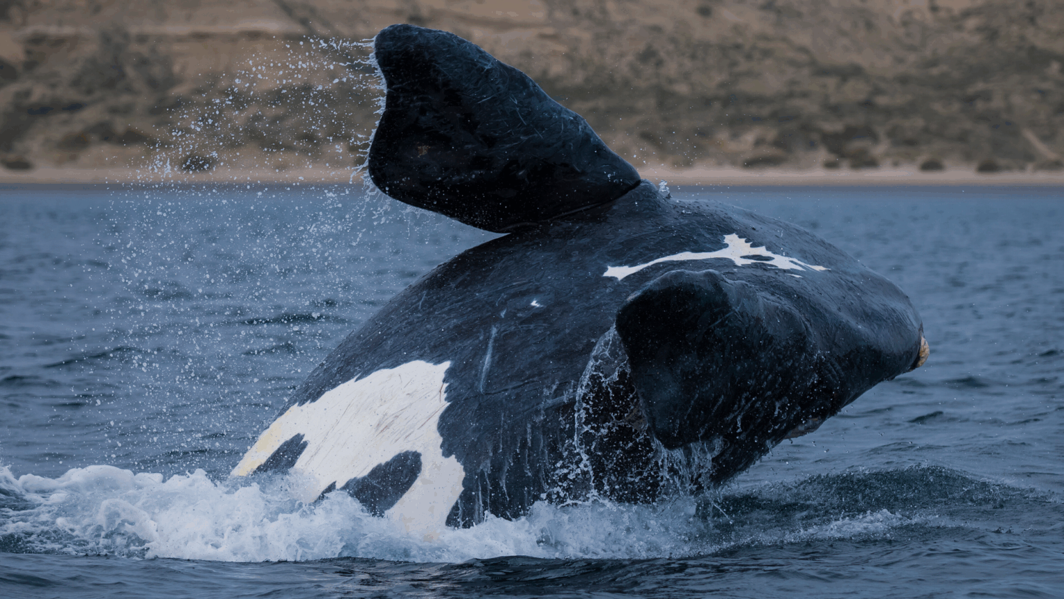 Right Whale Population Increasing, Challenging the Efforts of Screeching Karens to Shut Down Lobstering