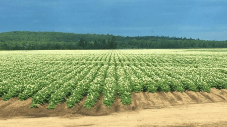End Of An Era For Longtime Northern Maine Spuds King