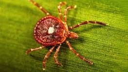 Maine Physicians On Lookout For A Rare But Potentially Fatal Meat-Allergy Tick Illness