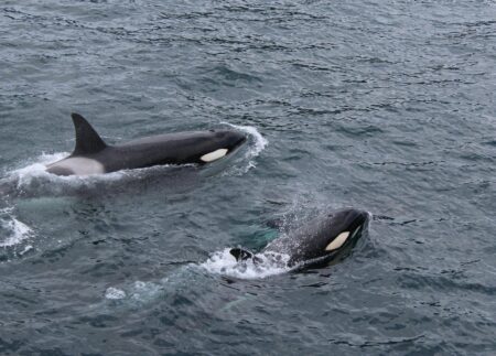 Fishermen Blame Environmentalists For ‘Rewiring’ Killer Whales To Bash Boats