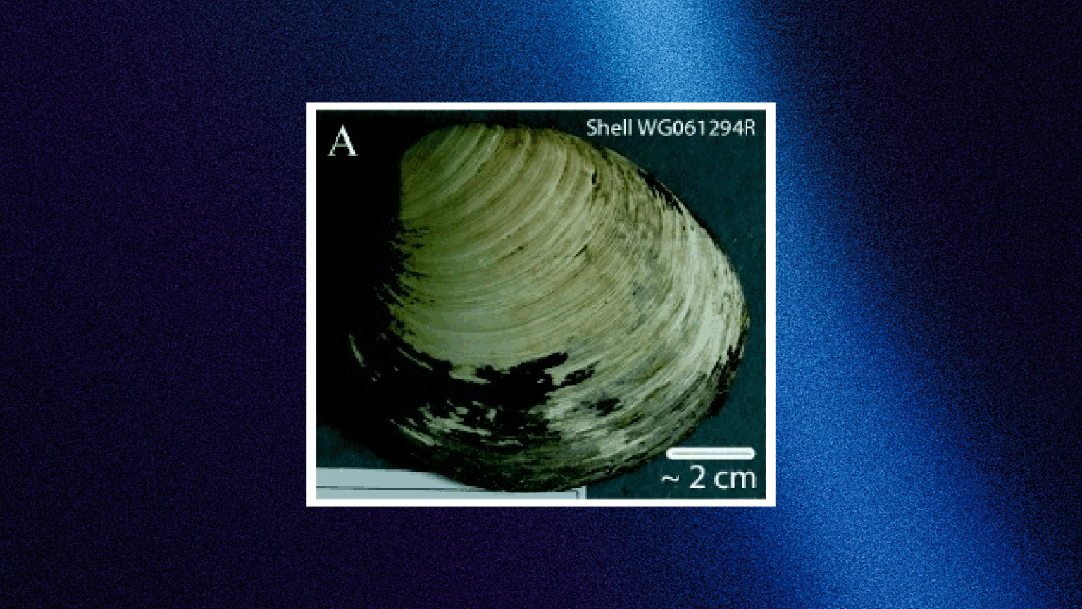 Baffled Scientists Kill 507-Year-Old Clam