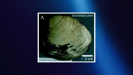 Baffled Scientists Kill 507-Year-Old Clam
