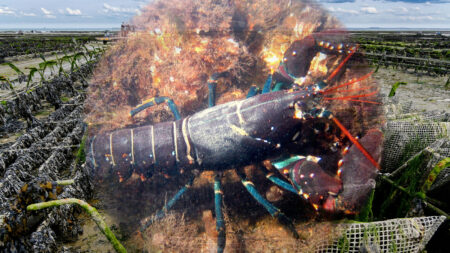 $400K of Stolen Lobster Meat Being Investigated in Connection With Maine Oyster Farm Robbery