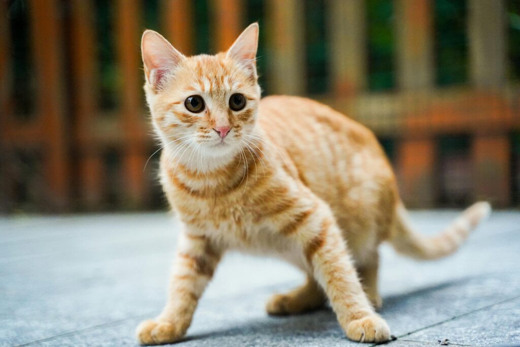 Androscoggin County Man Charged With Animal Cruelty In Wanton Cat Killing