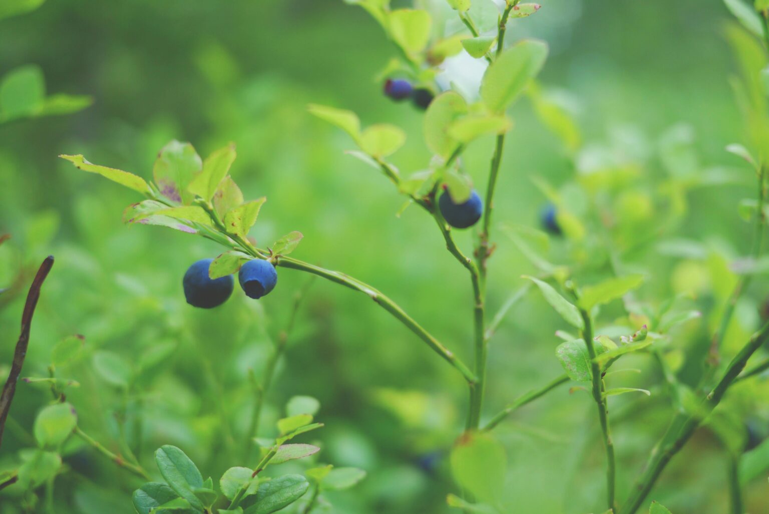 Susan Collins Asks Trump Administration for Blueberry Growers’ Equipment Exemption from Canadian Tariffs