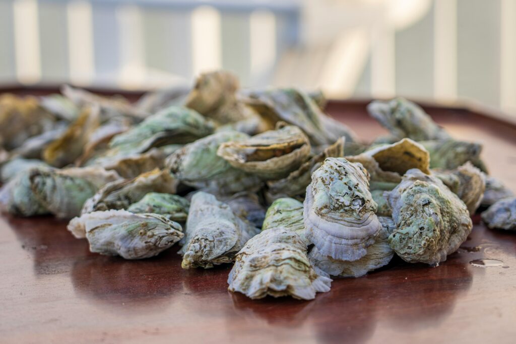 Holiday Heist on Casco Bay: Thieves Steal 40,000 Oysters from Falmouth Farm