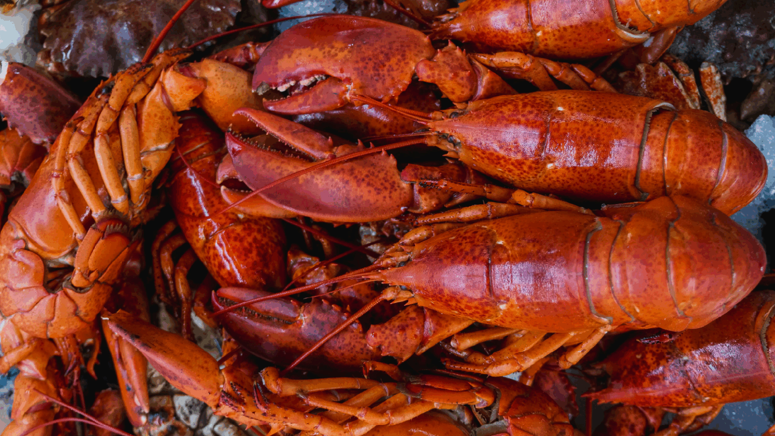 Law-bster Suit Against Maine Seafood Festival Fails To Catch A Wave, Tossed Out By Judge