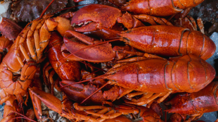 Lobsters Denied Aspirin Feel Pain, Driving Scientists To Call For A Ban On Boiling Maine’s Trademark Seafood Alive