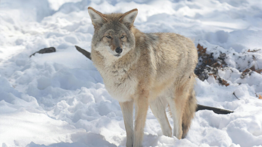 Sick Coyote On The Run In South Portland As Police Warn To Stay Away From It