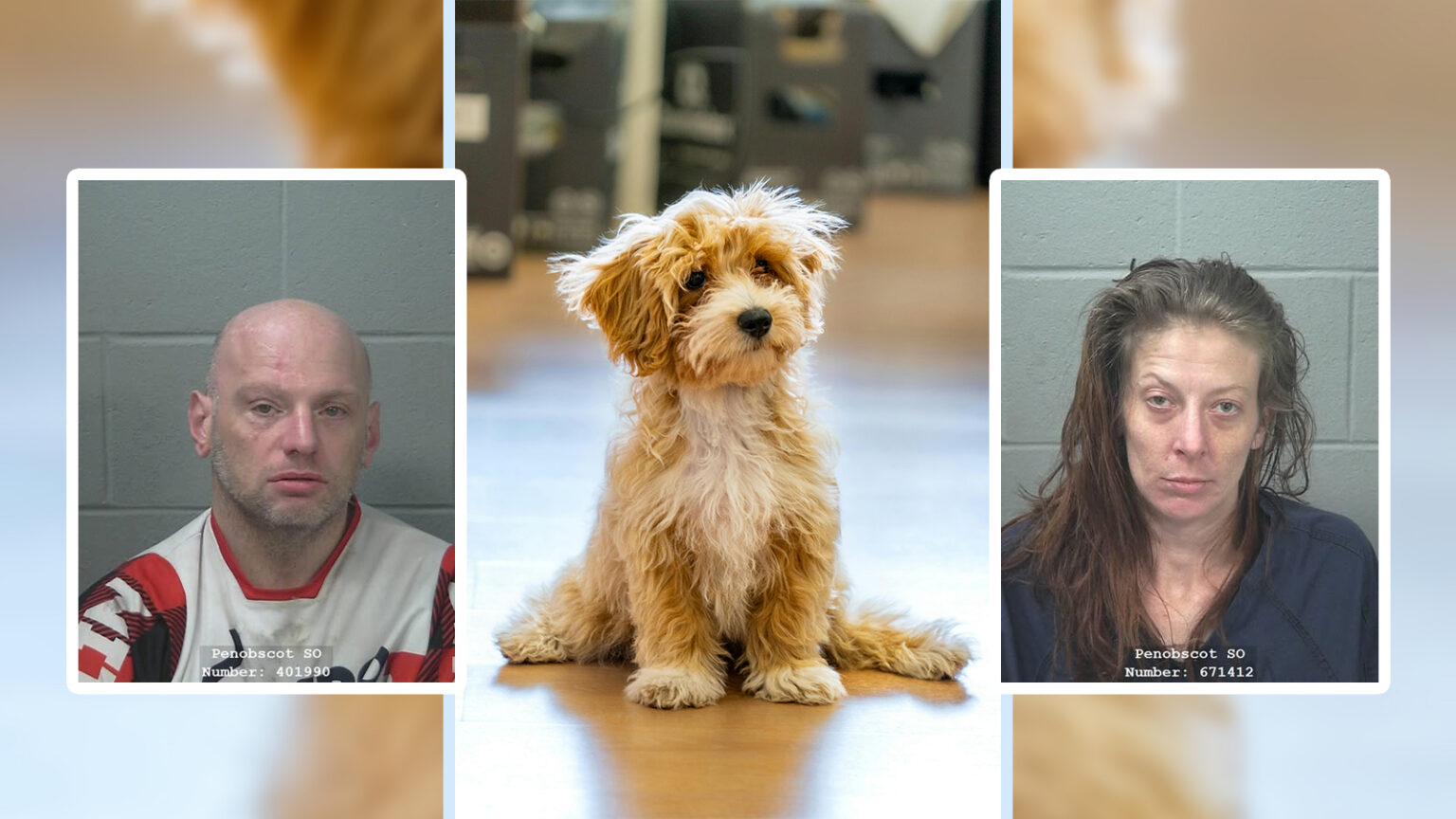 Alleged Drug Trafficker in Brewer Draws Animal Cruelty Charge After Dead Dog Found During Warrant Execution