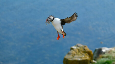 Spring’s ‘In The Air:’ Maine’s Popular Atlantic Puffins Are Returning To Shore In Annual Breeding Rite