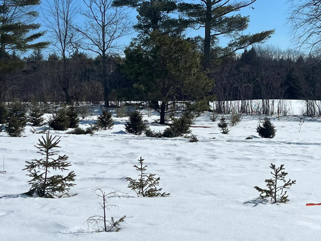 Maine Wardens Searching for Snowmobiler Responsible for $20k in Damages to Dayton Tree Nursery