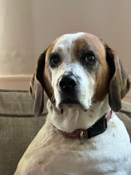 Potentially Deadly Dog Virus Spiking In Central, Midcoast, Southern Maine